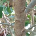Cyrtomium macrophyllum Bark