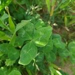 Trifolium repensList