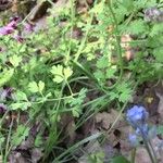 Fumaria agraria Hoja