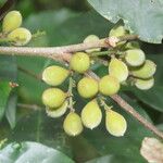 Trichilia pallida Fruit