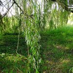 Salix babylonica Hoja