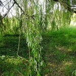 Salix babylonica Leaf