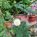 Leucaena leucocephalaফুল