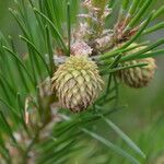 Pinus pungens Fruchs