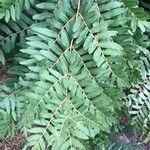 Osmunda regalis Blad