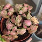 Fittonia albivenisList