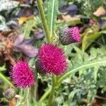 Cirsium rivulare 整株植物