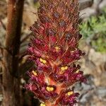 Orobanche foetida Gyümölcs