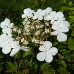 Viburnum sargentii Kukka