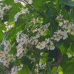 Montanoa hibiscifoliaFlower