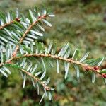 Tsuga diversifolia Leaf