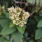 Teucrium scorodonia Flower