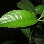 Hedyosmum bonplandianum Blatt