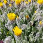 Hieracium villosum Flower