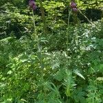 Cirsium rivulare Costuma