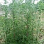 Eupatorium capillifolium Blad