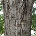 Populus x canadensis Coajă