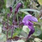 Brillantaisia lamium Flower