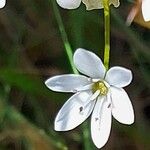 Allium subhirsutum Flower