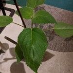 Salvia dorisiana Leaf