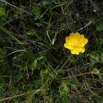 Ranunculus canus Cvet