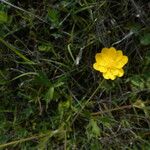 Ranunculus canus Fleur