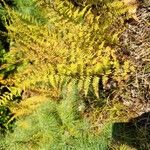 Athyrium distentifolium