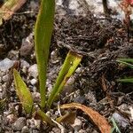 Ophioglossum lusitanicum Лист