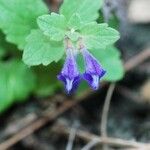 Scutellaria tuberosa Агульны выгляд