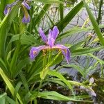 Iris virginica Blomst