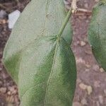 Ficus exasperata Leaf