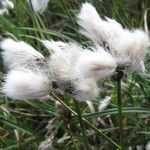 Eriophorum latifolium Květ