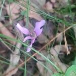 Cyclamen purpurascens Кветка