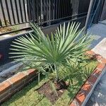 Chamaerops humilisLapas