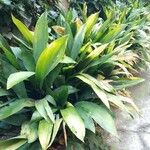 Aspidistra elatior Frunză