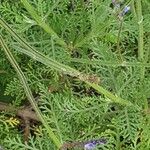 Lavandula canariensis برگ