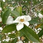 Magnolia doltsopa 葉