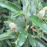 Cistus laurifolius برگ