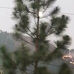 Pinus strobus Yaprak