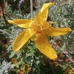 Hypericum balearicum Blüte