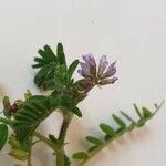 Astragalus sesameus Blüte