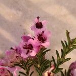 Erica australis Blomst