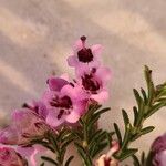 Erica australis Λουλούδι