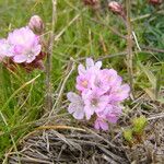 Armeria sardoa Blüte