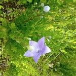 Platycodon grandiflorusFlower