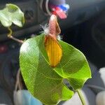 Aristolochia sempervirens Flower