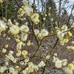 Salix × reichardtii Floro
