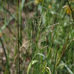 Panicum dichotomiflorum Bark