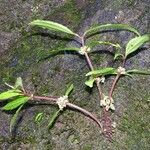 Pilea glabra