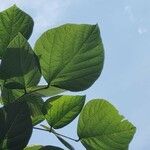 Erythrina lysistemon Levél